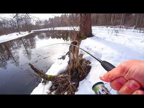 НАШЁЛ НЕТРОНУТЫЕ МЕСТА с ГОЛОДНОЙ щукой. Рыбалка на лесной малой реке на спиннинг в 2024