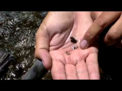 Aquatic Insects and basic entomology