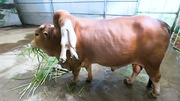 CẬN CẢNH con Bò 6 chân 2 đuôi tại Suối Cá Thần Cẩm Lương Cẩm Thủy Thanh Hóa