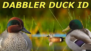 Dabbling Duck ID | Hunting Boot Camp