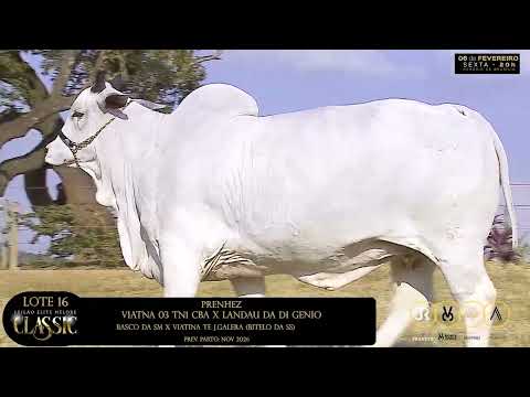 LOTE 16   VIATNA 03 TN1 CBA