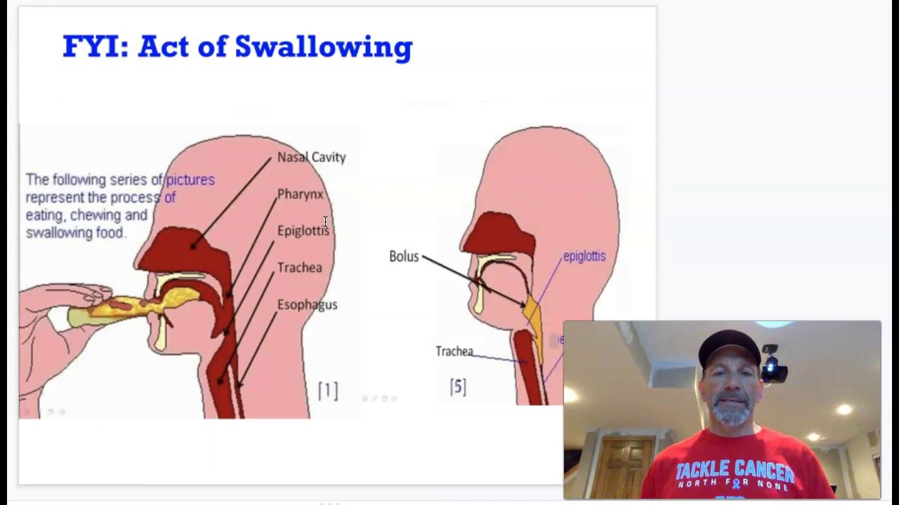 Digestive System part 1 - YouTube