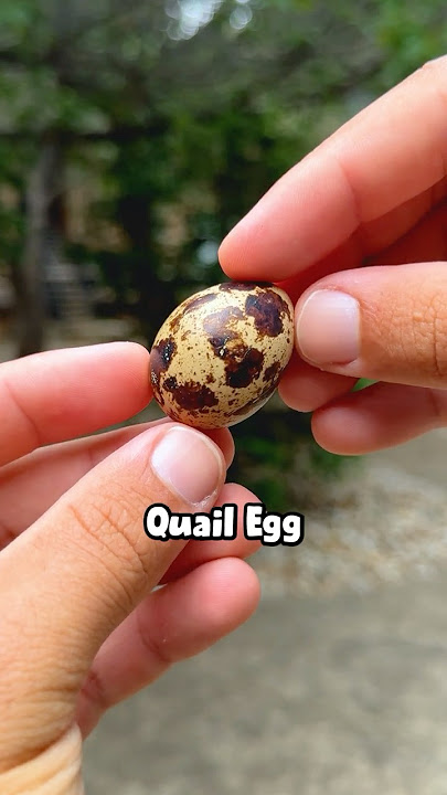 what QUAIL EGGS looks like