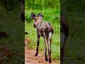 African wild dogs in slow-motion #wildlife #safari #nature #africanwilddogs #slowmotion