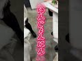 【鳥貴族アジュナイス】２軒回ってきた #carat #세븐틴 #캐럿 #seventeen #鳥貴族アジュナイス #鳥貴族