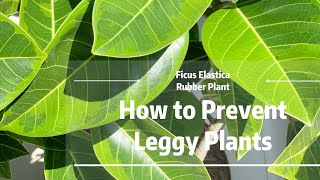 How to Prevent Leggy or Stretched Plants｜Ficus Elastica Rubber Plant 橡皮树｜Houseplant Care Tips