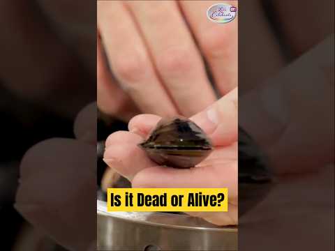 Mussels Dead or Alive How to Inspect Mussels for Cooking