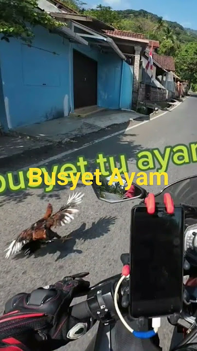 hampir nabrak ayam orang