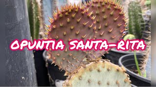 Opuntia Santa  - Rita  ( Santa Rita Prickly Pear )