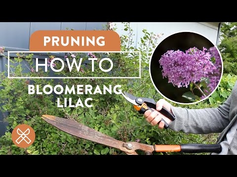 How to Prune Your Bloomerang Lilac
