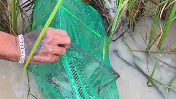 Cá lóc khủng quậy tung tóe khi bị sa lưới 