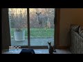 Cat vs Deer in Rochester, Minnesota
