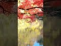 京都の紅葉も綺麗でしたよ~❤️🍁   #林部智史