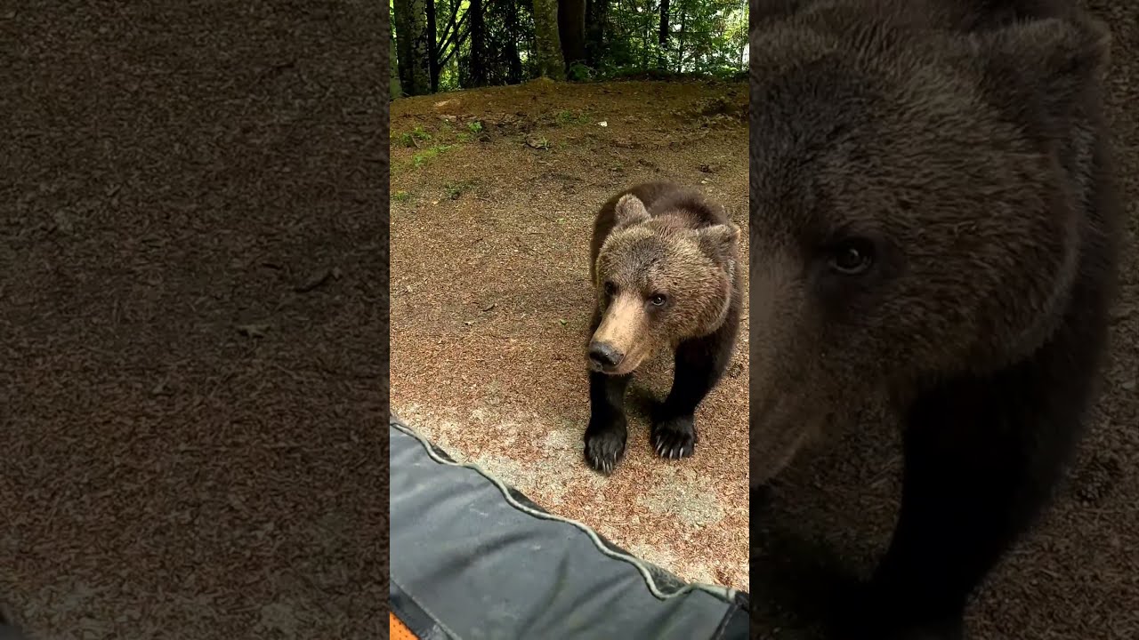 Bear Attacks Human TransfagarasanRo