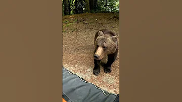 Bear Attacks Human TransfagarasanRo 