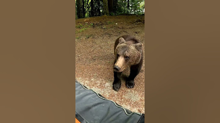 Bear attacks human @TransfagarasanRo