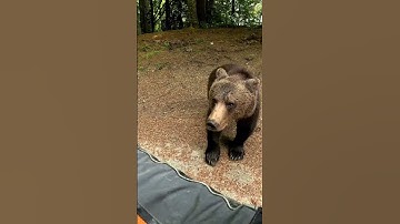 Bear attacks human @TransfagarasanRo