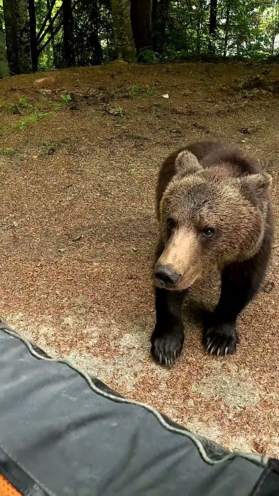 Bear attacks human @TransfagarasanRo