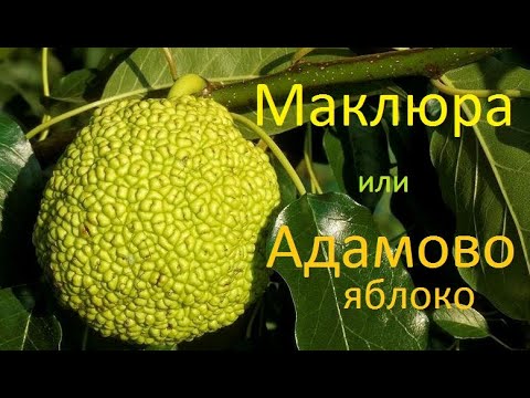Адамово яблоко или