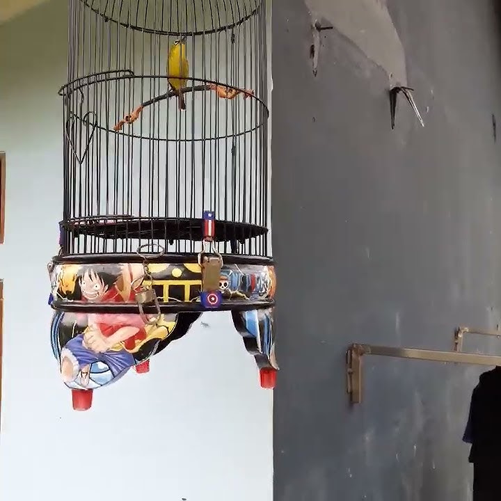 PLECI NEMBAK WIT WIT