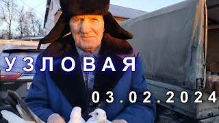 Ярмарка голубей г.Узловая 03.02.24