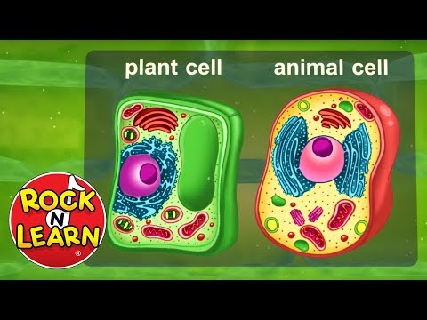 ⁣Life Science for Kids - Photosynthesis, Cells, Food Chains  More