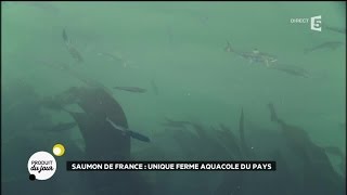 Saumon de France : unique ferme aquacole du pays