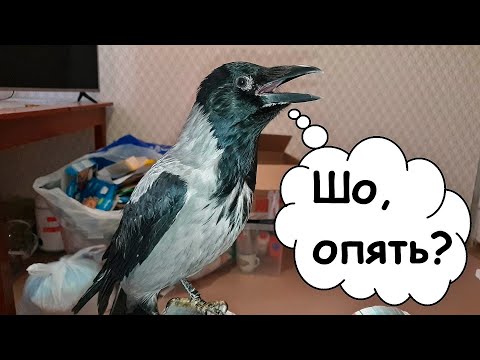 После этой процедуры