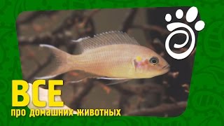 Аквариумная Рыбка Принцесса Бурунди. Все О Домашних Животных Аквариумная Рыбка Принцесса Бурунди. Все О Домашних Животных