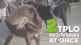 Lick Sleeve Recovery ep 1.02 | Lick Sleeve Sisters: Two TPLO Surgery Recoveries At Once!