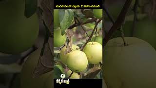 నూతన రేగు రకం బాల్ సుందరి || Ball Sundari Apple Ber || Karshaka Mitra #agriculture #farming #shorts