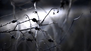 الشيخ القارئ خالد الجليل سورة الفرقان آية 61