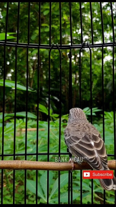 edel sanger gacor #suaraburung #sanger #birds #birdsong #sangergacor #tweet #2023 #burung m