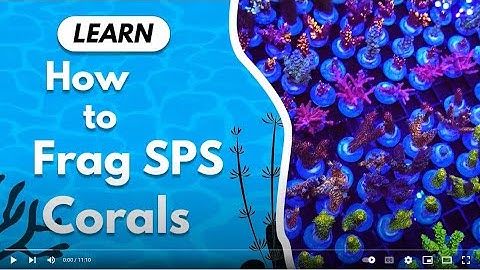 Learn how to Frag SPS Corals like a Pro!