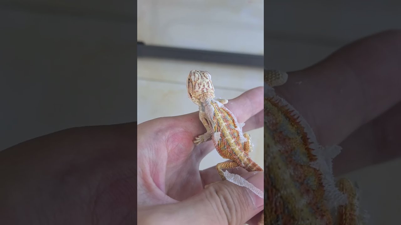 Immersive Experience Of Peeling The Skin A Bearded Dragon To Relieve Stress