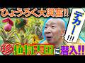 【ひょうろく旅】激ヤバ植物店に潜入!!レア過ぎ✨宝の山・花宇宙/変態植物倶楽部~列島縦断!ひょうろくの未確認変態は何処に~/毎週土曜19時更新 #ひょうろく#珍奇植物 #観葉植物