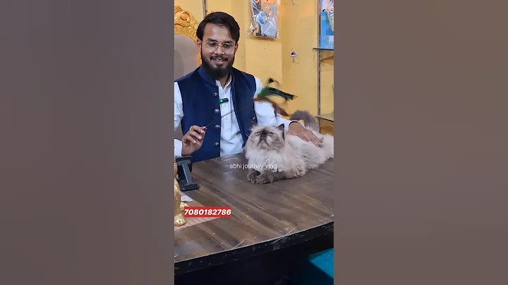 Video 11837711: himalayan persian cat