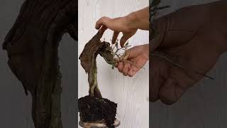 linh sam ghép lũa (tanuki) sau 9 tháng