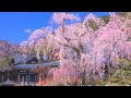 4K映像 桜の名所「身延山 久遠寺のしだれ桜」日蓮宗総本山 樹齢400年 日本の美しい四季 春 山梨県身延町 3月下旬 お花見 絶景自然風景 8K撮影 cherry blossom