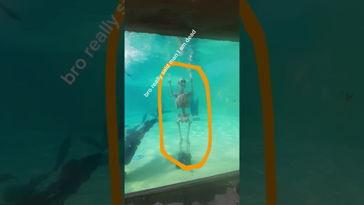 wtf did I find at the penguin enclosure at Blackpool zoo today 😳