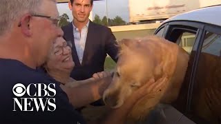 Stolen dog is found by local CBS reporter, reunited with family