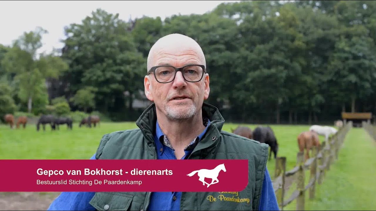 Zahn- und Gebissprobleme bei älteren Pferden