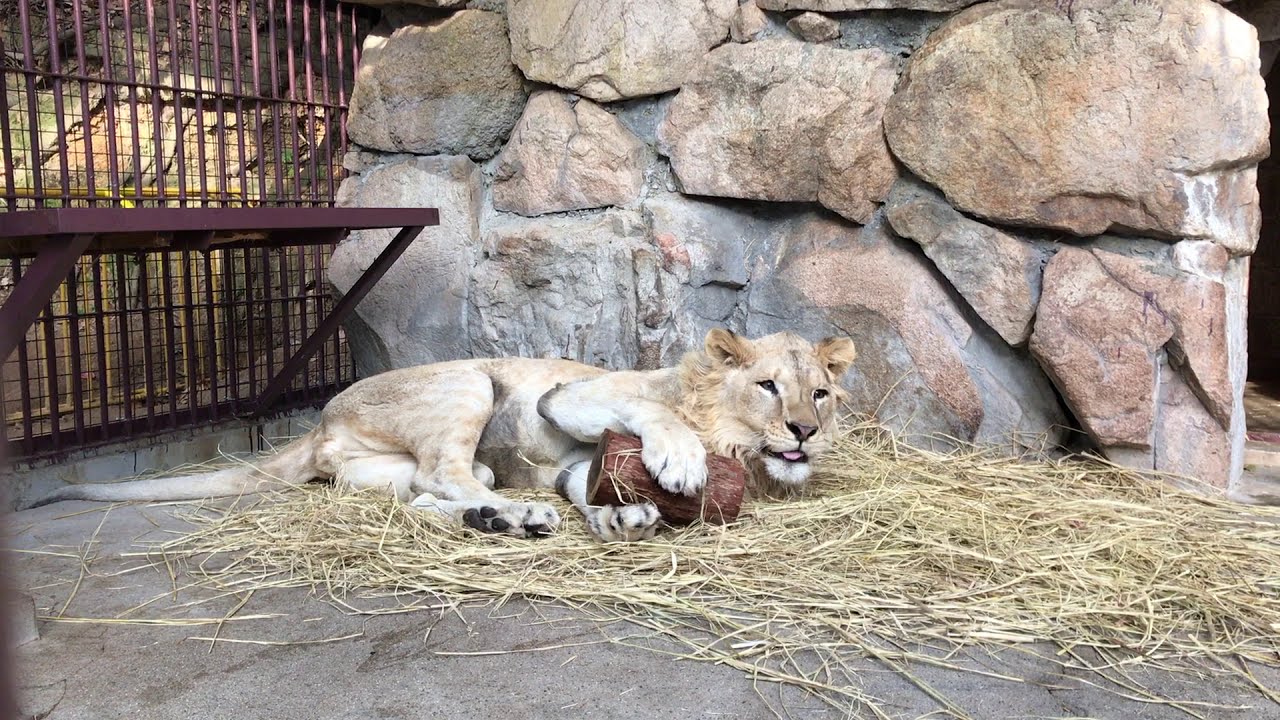 池田動物園公式】ライオンキック！「けりけりけり」 - YouTube