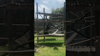 Siamangs Playing