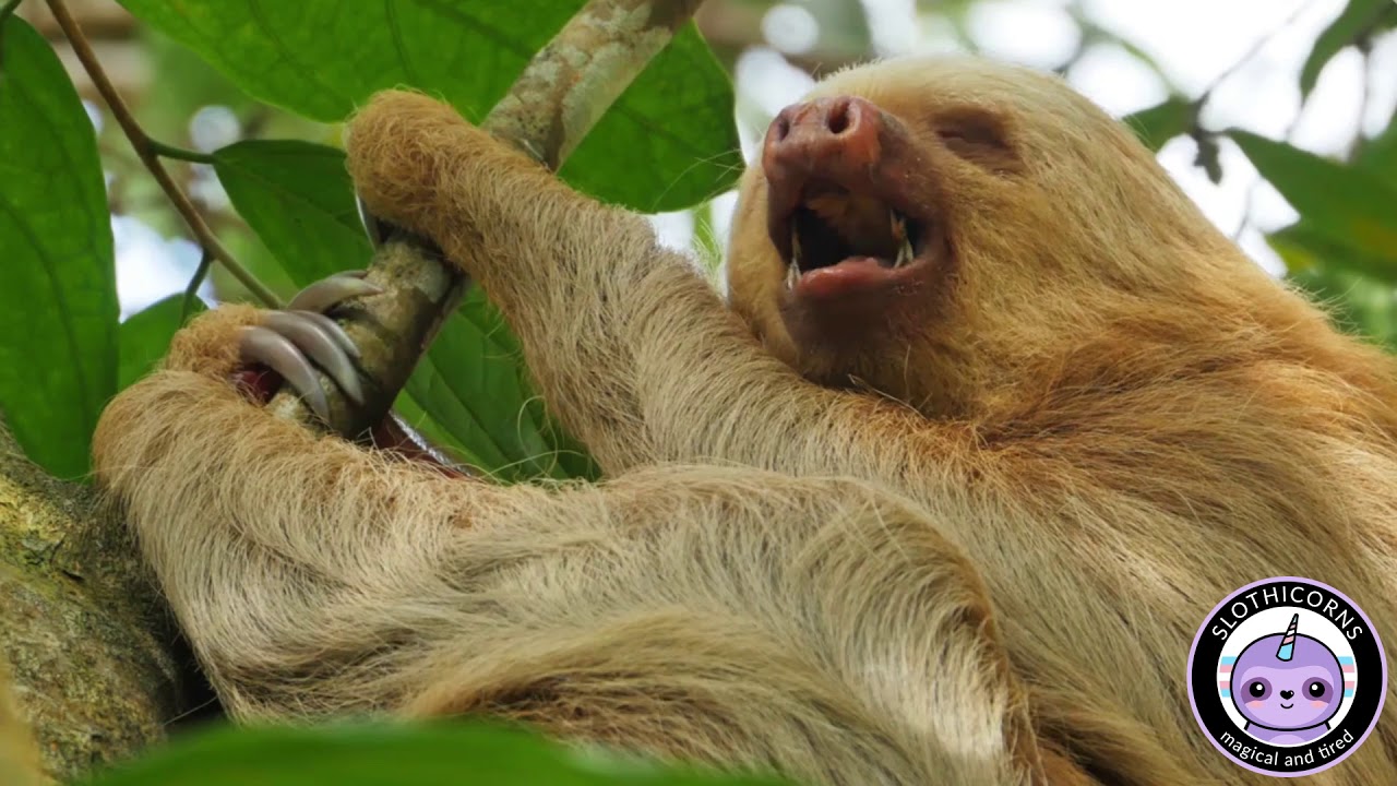 Slothicorns Presents What Do You Call A Group of Sloths YouTube