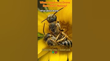 What Happens to Drone Bees After Mating?