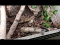 Krásné mnohonožky červenonohé (Ephibolus pulchripes) k vidění u nás na prodejně