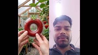 circle shaped Strawberry 🍓#shorts #viralvideo #shortsviral #shortsvideo #viralshorts