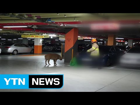 세종시 아파트 단지에 멧돼지 4마리 출몰 / YTN