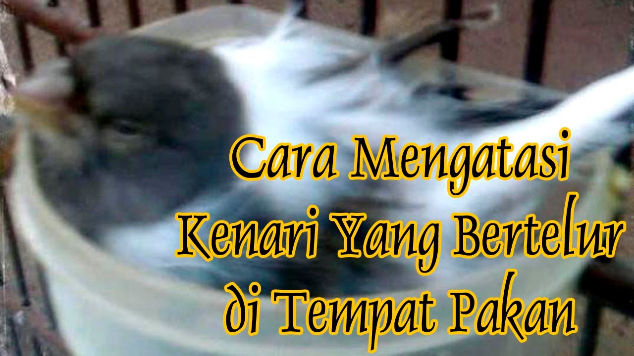 Cara Mengatasi Kenari Yang Bertelur di Tempat Pakan 